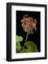 Pelargonium X Hortorum 'Bildeston' (Common Geranium, Garden Geranium, Zonal Geranium)-Paul Starosta-Framed Photographic Print