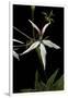 Pelargonium X Hortorum 'Bird Dancer' (Common Geranium, Garden Geranium, Zonal Geranium)-Paul Starosta-Framed Premium Photographic Print