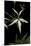 Pelargonium X Hortorum 'Bird Dancer' (Common Geranium, Garden Geranium, Zonal Geranium)-Paul Starosta-Mounted Premium Photographic Print