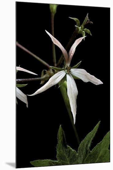 Pelargonium X Hortorum 'Bird Dancer' (Common Geranium, Garden Geranium, Zonal Geranium)-Paul Starosta-Mounted Premium Photographic Print