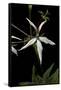 Pelargonium X Hortorum 'Bird Dancer' (Common Geranium, Garden Geranium, Zonal Geranium)-Paul Starosta-Framed Stretched Canvas