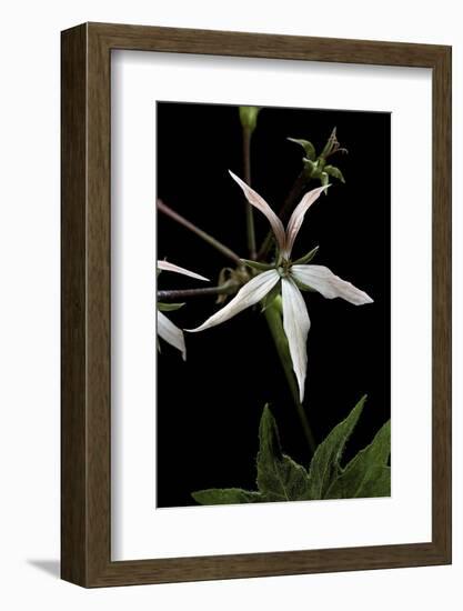 Pelargonium X Hortorum 'Bird Dancer' (Common Geranium, Garden Geranium, Zonal Geranium)-Paul Starosta-Framed Photographic Print