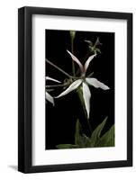 Pelargonium X Hortorum 'Bird Dancer' (Common Geranium, Garden Geranium, Zonal Geranium)-Paul Starosta-Framed Photographic Print