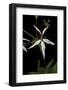 Pelargonium X Hortorum 'Bird Dancer' (Common Geranium, Garden Geranium, Zonal Geranium)-Paul Starosta-Framed Photographic Print