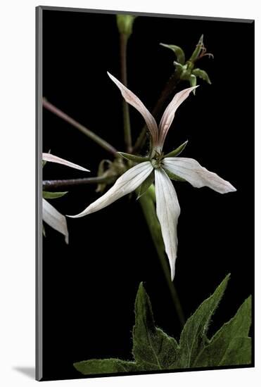 Pelargonium X Hortorum 'Bird Dancer' (Common Geranium, Garden Geranium, Zonal Geranium)-Paul Starosta-Mounted Photographic Print