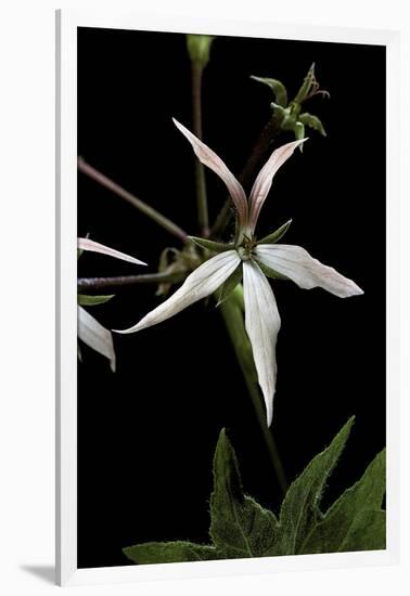 Pelargonium X Hortorum 'Bird Dancer' (Common Geranium, Garden Geranium, Zonal Geranium)-Paul Starosta-Framed Photographic Print