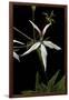 Pelargonium X Hortorum 'Bird Dancer' (Common Geranium, Garden Geranium, Zonal Geranium)-Paul Starosta-Framed Photographic Print