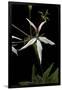 Pelargonium X Hortorum 'Bird Dancer' (Common Geranium, Garden Geranium, Zonal Geranium)-Paul Starosta-Framed Photographic Print