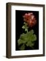 Pelargonium X Hortorum 'Corinne' (Common Geranium, Garden Geranium, Zonal Geranium)-Paul Starosta-Framed Photographic Print