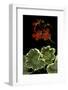 Pelargonium X Hortorum 'Dolly Vardon' (Common Geranium, Garden Geranium, Zonal Geranium)-Paul Starosta-Framed Photographic Print