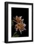 Pelargonium X Hortorum 'Els' (Common Geranium, Garden Geranium, Zonal Geranium)-Paul Starosta-Framed Photographic Print