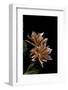Pelargonium X Hortorum 'Els' (Common Geranium, Garden Geranium, Zonal Geranium)-Paul Starosta-Framed Photographic Print