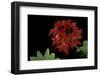 Pelargonium X Hortorum 'Fandango' (Common Geranium, Garden Geranium, Zonal Geranium)-Paul Starosta-Framed Photographic Print