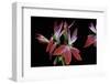 Pelargonium X Hortorum 'Gemini' (Common Geranium, Garden Geranium, Zonal Geranium)-Paul Starosta-Framed Photographic Print