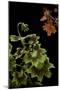 Pelargonium X Hortorum 'Golden Ears' (Common Geranium, Garden Geranium, Zonal Geranium)-Paul Starosta-Mounted Photographic Print