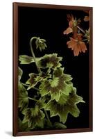 Pelargonium X Hortorum 'Golden Ears' (Common Geranium, Garden Geranium, Zonal Geranium)-Paul Starosta-Framed Photographic Print