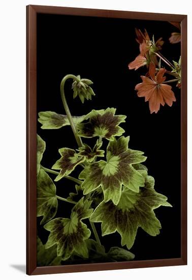 Pelargonium X Hortorum 'Golden Ears' (Common Geranium, Garden Geranium, Zonal Geranium)-Paul Starosta-Framed Photographic Print