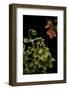 Pelargonium X Hortorum 'Golden Ears' (Common Geranium, Garden Geranium, Zonal Geranium)-Paul Starosta-Framed Photographic Print