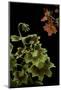 Pelargonium X Hortorum 'Golden Ears' (Common Geranium, Garden Geranium, Zonal Geranium)-Paul Starosta-Mounted Photographic Print