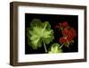 Pelargonium X Hortorum 'Happy Thought' (Common Geranium, Garden Geranium, Zonal Geranium)-Paul Starosta-Framed Photographic Print