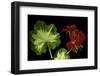 Pelargonium X Hortorum 'Happy Thought' (Common Geranium, Garden Geranium, Zonal Geranium)-Paul Starosta-Framed Photographic Print