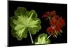 Pelargonium X Hortorum 'Happy Thought' (Common Geranium, Garden Geranium, Zonal Geranium)-Paul Starosta-Mounted Photographic Print