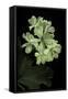 Pelargonium X Hortorum 'Kees' (Common Geranium, Garden Geranium, Zonal Geranium)-Paul Starosta-Framed Stretched Canvas