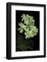 Pelargonium X Hortorum 'Kees' (Common Geranium, Garden Geranium, Zonal Geranium)-Paul Starosta-Framed Photographic Print