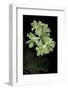 Pelargonium X Hortorum 'Kees' (Common Geranium, Garden Geranium, Zonal Geranium)-Paul Starosta-Framed Photographic Print