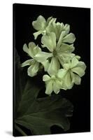 Pelargonium X Hortorum 'Kees' (Common Geranium, Garden Geranium, Zonal Geranium)-Paul Starosta-Stretched Canvas