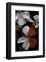 Pelargonium X Hortorum 'Milden' (Common Geranium, Garden Geranium, Zonal Geranium)-Paul Starosta-Framed Photographic Print