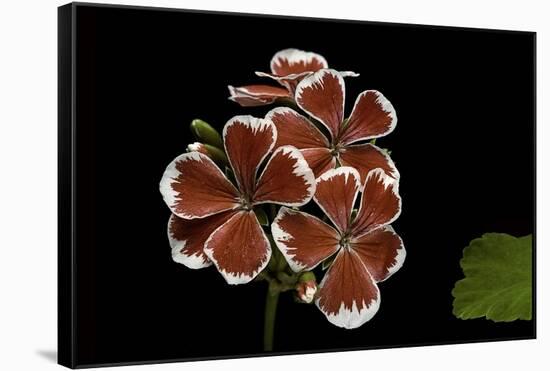 Pelargonium X Hortorum 'Mr. Wren' (Common Geranium, Garden Geranium, Zonal Geranium)-Paul Starosta-Framed Stretched Canvas