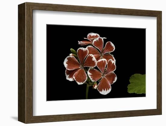 Pelargonium X Hortorum 'Mr. Wren' (Common Geranium, Garden Geranium, Zonal Geranium)-Paul Starosta-Framed Photographic Print