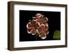 Pelargonium X Hortorum 'Mr. Wren' (Common Geranium, Garden Geranium, Zonal Geranium)-Paul Starosta-Framed Photographic Print