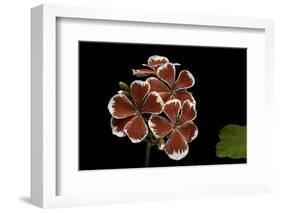 Pelargonium X Hortorum 'Mr. Wren' (Common Geranium, Garden Geranium, Zonal Geranium)-Paul Starosta-Framed Photographic Print