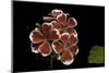 Pelargonium X Hortorum 'Mr. Wren' (Common Geranium, Garden Geranium, Zonal Geranium)-Paul Starosta-Mounted Photographic Print