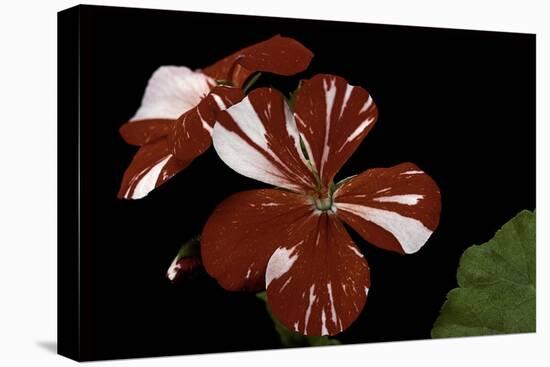 Pelargonium X Hortorum 'New Life' (Common Geranium, Garden Geranium, Zonal Geranium)-Paul Starosta-Stretched Canvas