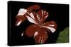 Pelargonium X Hortorum 'New Life' (Common Geranium, Garden Geranium, Zonal Geranium)-Paul Starosta-Stretched Canvas