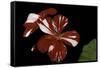 Pelargonium X Hortorum 'New Life' (Common Geranium, Garden Geranium, Zonal Geranium)-Paul Starosta-Framed Stretched Canvas