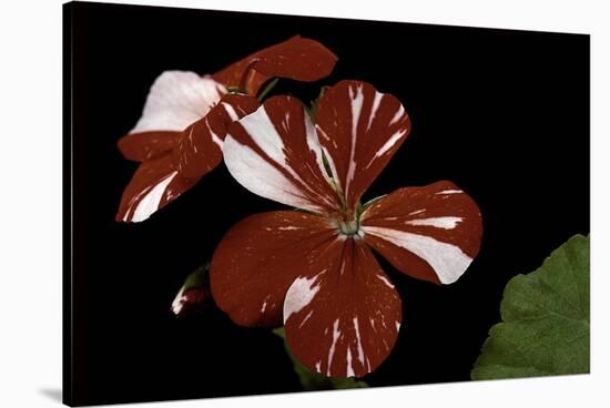 Pelargonium X Hortorum 'New Life' (Common Geranium, Garden Geranium, Zonal Geranium)-Paul Starosta-Stretched Canvas