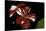Pelargonium X Hortorum 'New Life' (Common Geranium, Garden Geranium, Zonal Geranium)-Paul Starosta-Stretched Canvas