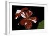 Pelargonium X Hortorum 'New Life' (Common Geranium, Garden Geranium, Zonal Geranium)-Paul Starosta-Framed Photographic Print