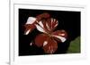 Pelargonium X Hortorum 'New Life' (Common Geranium, Garden Geranium, Zonal Geranium)-Paul Starosta-Framed Photographic Print