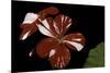 Pelargonium X Hortorum 'New Life' (Common Geranium, Garden Geranium, Zonal Geranium)-Paul Starosta-Mounted Photographic Print