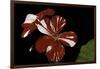 Pelargonium X Hortorum 'New Life' (Common Geranium, Garden Geranium, Zonal Geranium)-Paul Starosta-Framed Photographic Print