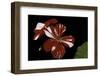 Pelargonium X Hortorum 'New Life' (Common Geranium, Garden Geranium, Zonal Geranium)-Paul Starosta-Framed Photographic Print