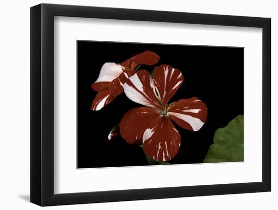 Pelargonium X Hortorum 'New Life' (Common Geranium, Garden Geranium, Zonal Geranium)-Paul Starosta-Framed Photographic Print