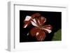 Pelargonium X Hortorum 'New Life' (Common Geranium, Garden Geranium, Zonal Geranium)-Paul Starosta-Framed Photographic Print