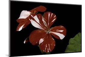 Pelargonium X Hortorum 'New Life' (Common Geranium, Garden Geranium, Zonal Geranium)-Paul Starosta-Mounted Photographic Print
