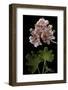 Pelargonium X Hortorum 'Orange Pixie' (Common Geranium, Garden Geranium, Zonal Geranium)-Paul Starosta-Framed Photographic Print